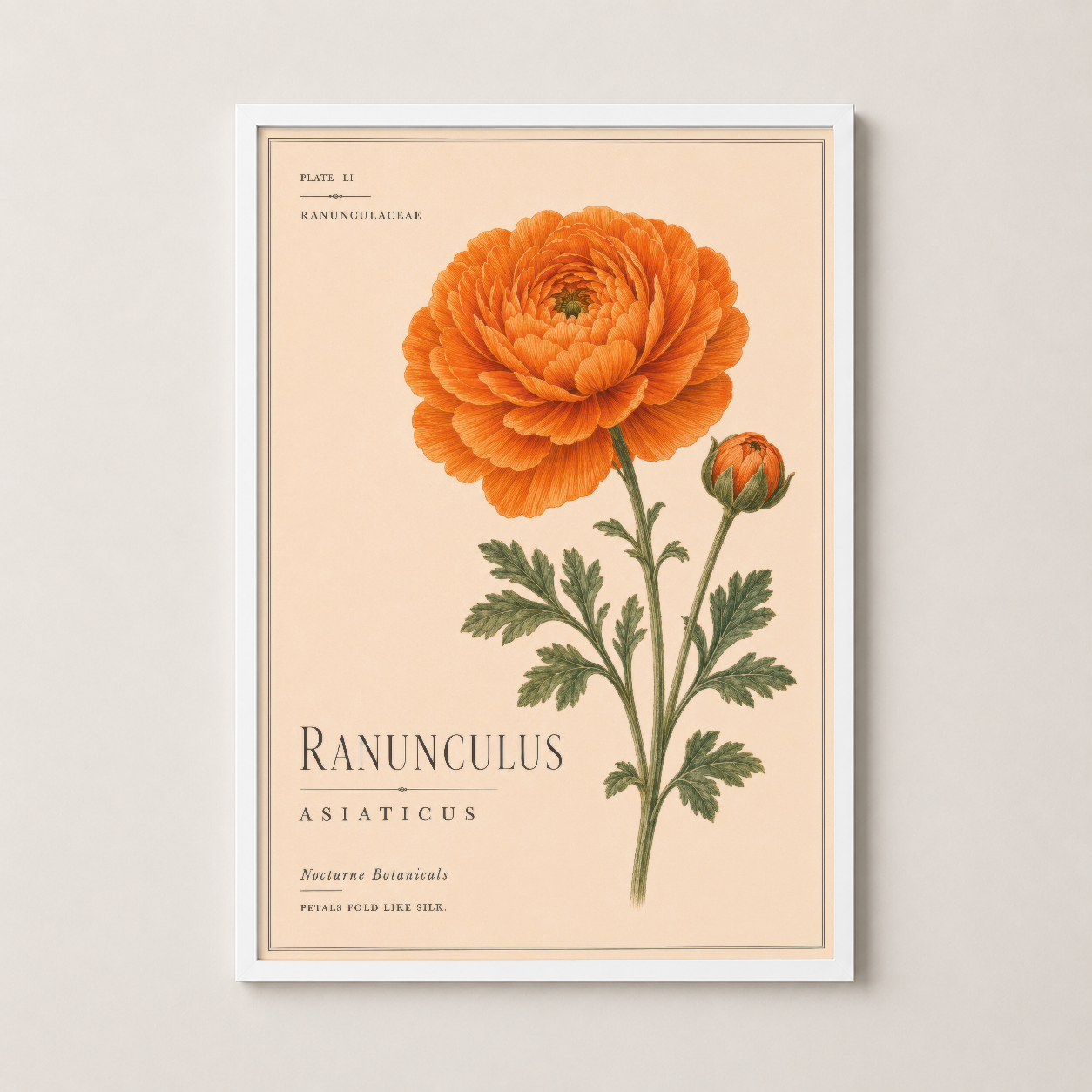 Beyaz çerçeveli vintage Ranunculus tablosu, zarif çiçek baskısı ile dekoratif görünüm.