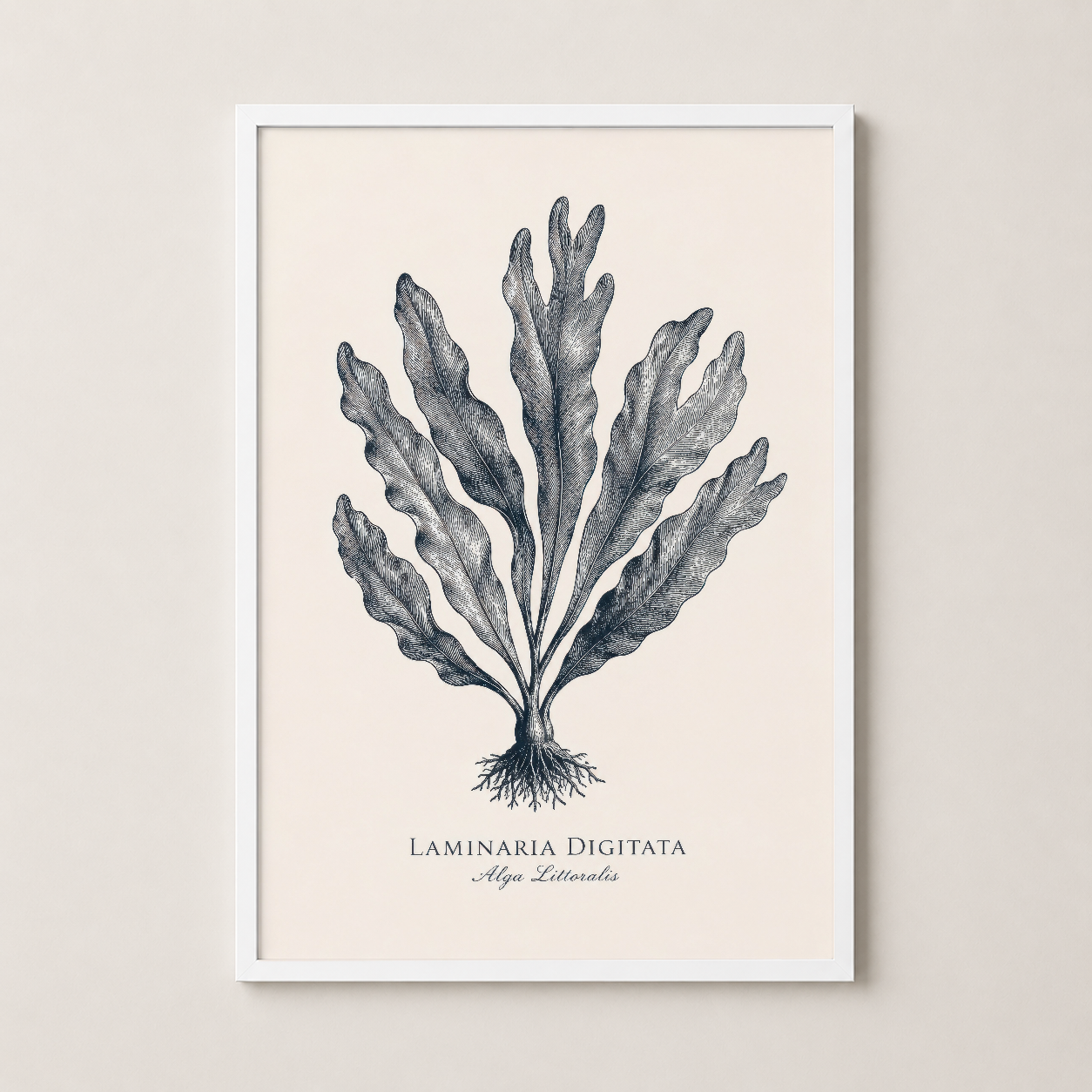 Laminaria Digitata botanik baskısı, beyaz ahşap çerçevede asılı, zarif doğa teması.