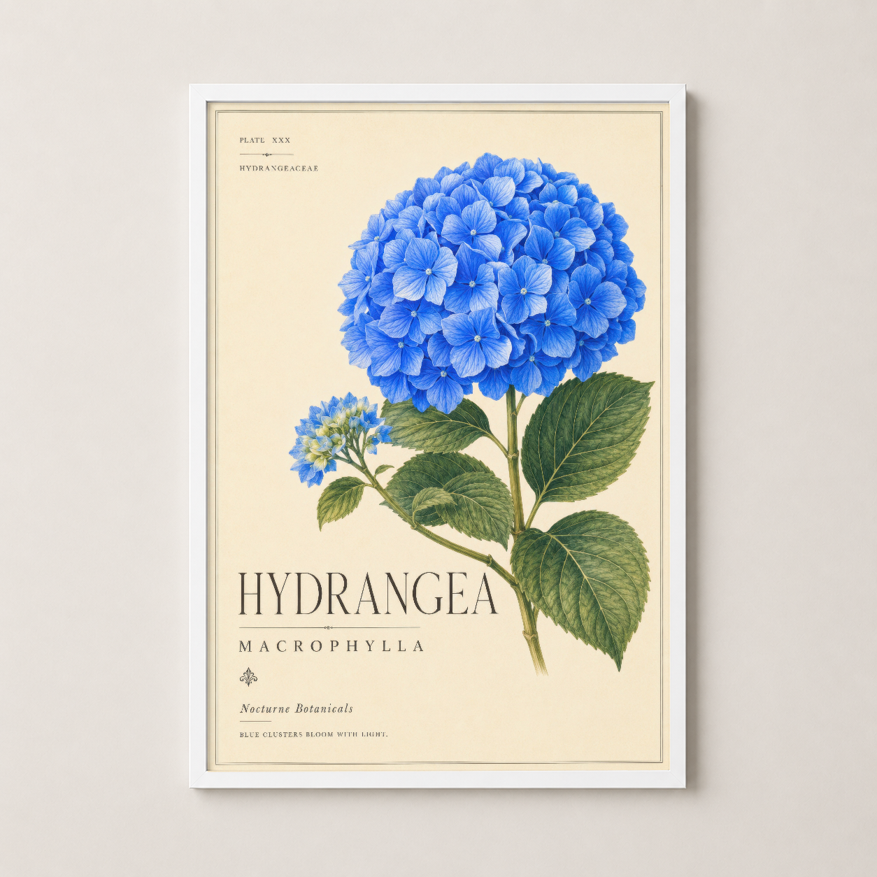 Beyaz çerçeveli mavi hortensia sanat tablosu, minimalist iç mekan dekorasyonuna uyumlu botanik baskısı.