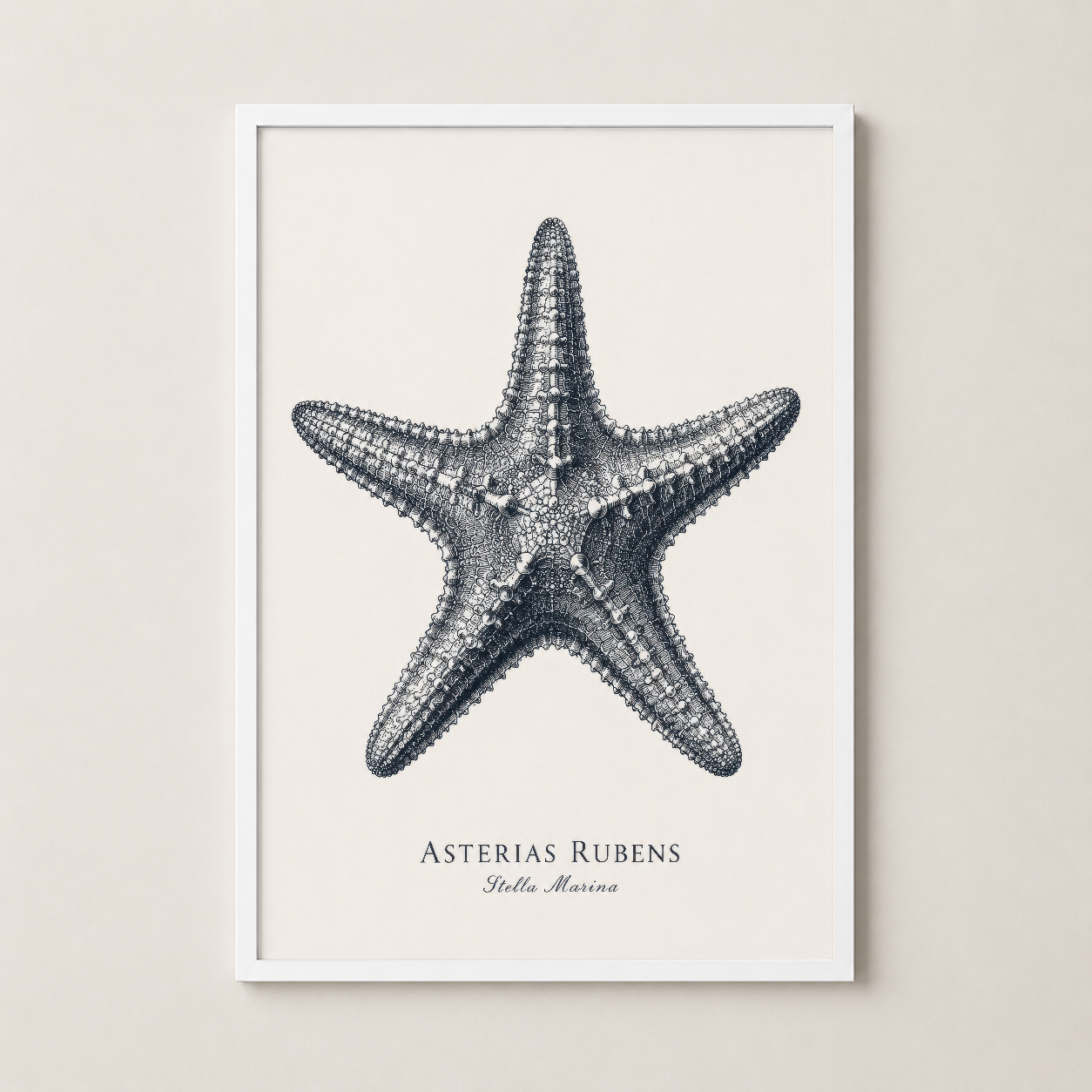 Beyaz çerçeveli Asterias Rubens tablosu, açık ve temiz minimalist tasarım ile oturma alanları için.
