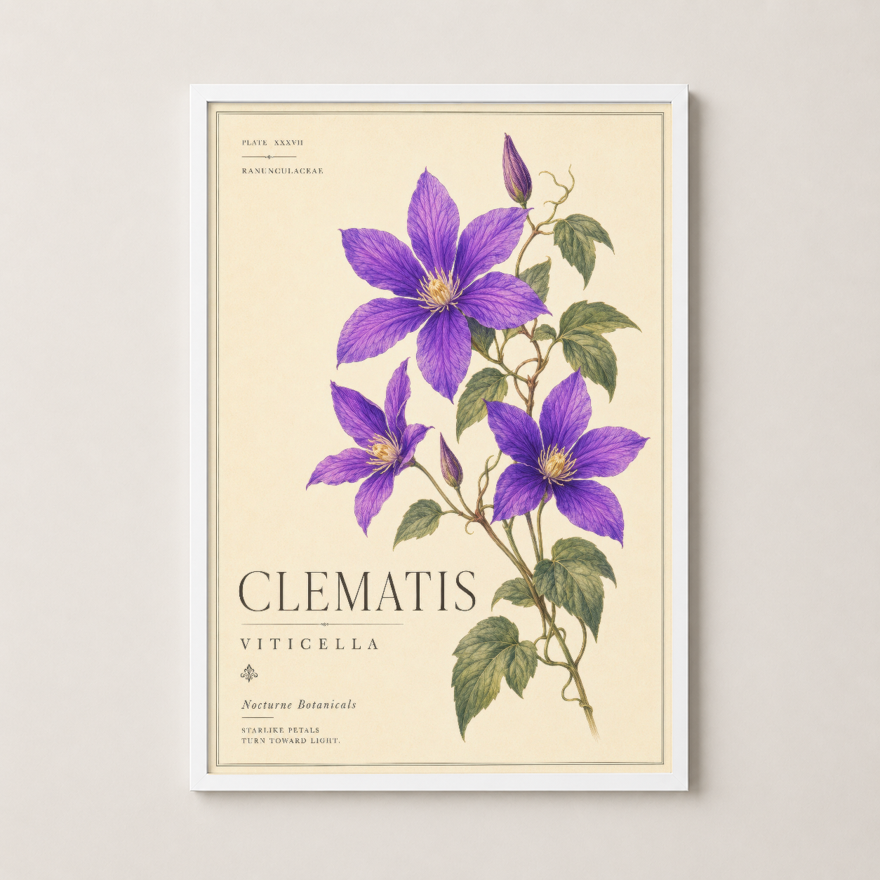Clematis Viticella poster beyaz çerçeveli, vintage botanik dekorasyonu.
