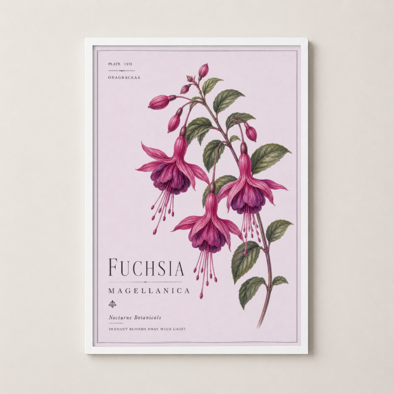 Fuchsia Magellanica duvar tablosu beyaz çerçeveli, parlak pembe çiçeklerle vintage botanik eseri.