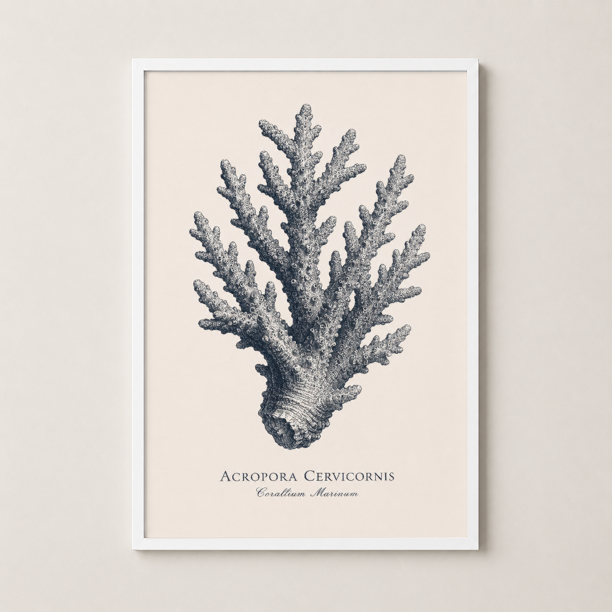 Acropora Cervicornis mercan tablosu beyaz çerçevesi ile, çağdaş ve minimalist dekorasyon stil.
