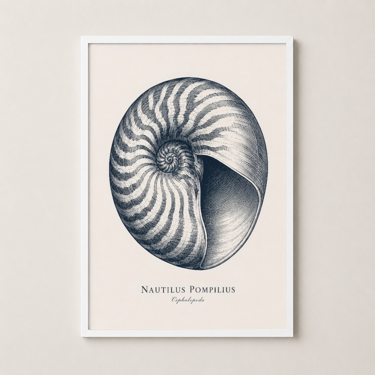 Nautilus Pompilius tablosu beyaz çerçevede, hafif ve açık dekorasyonlar için ideal klasik duvar sanat parçası.
