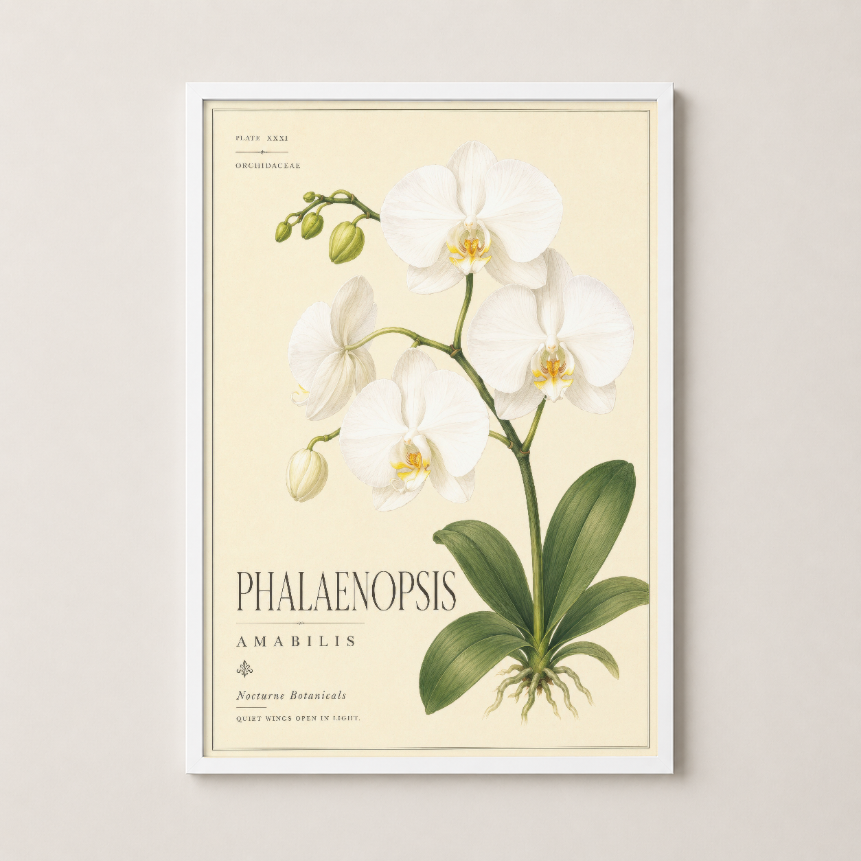 Beyaz çerçeveli Phalaenopsis orkide tablosu, zarif botanik sanat koleksiyonu.