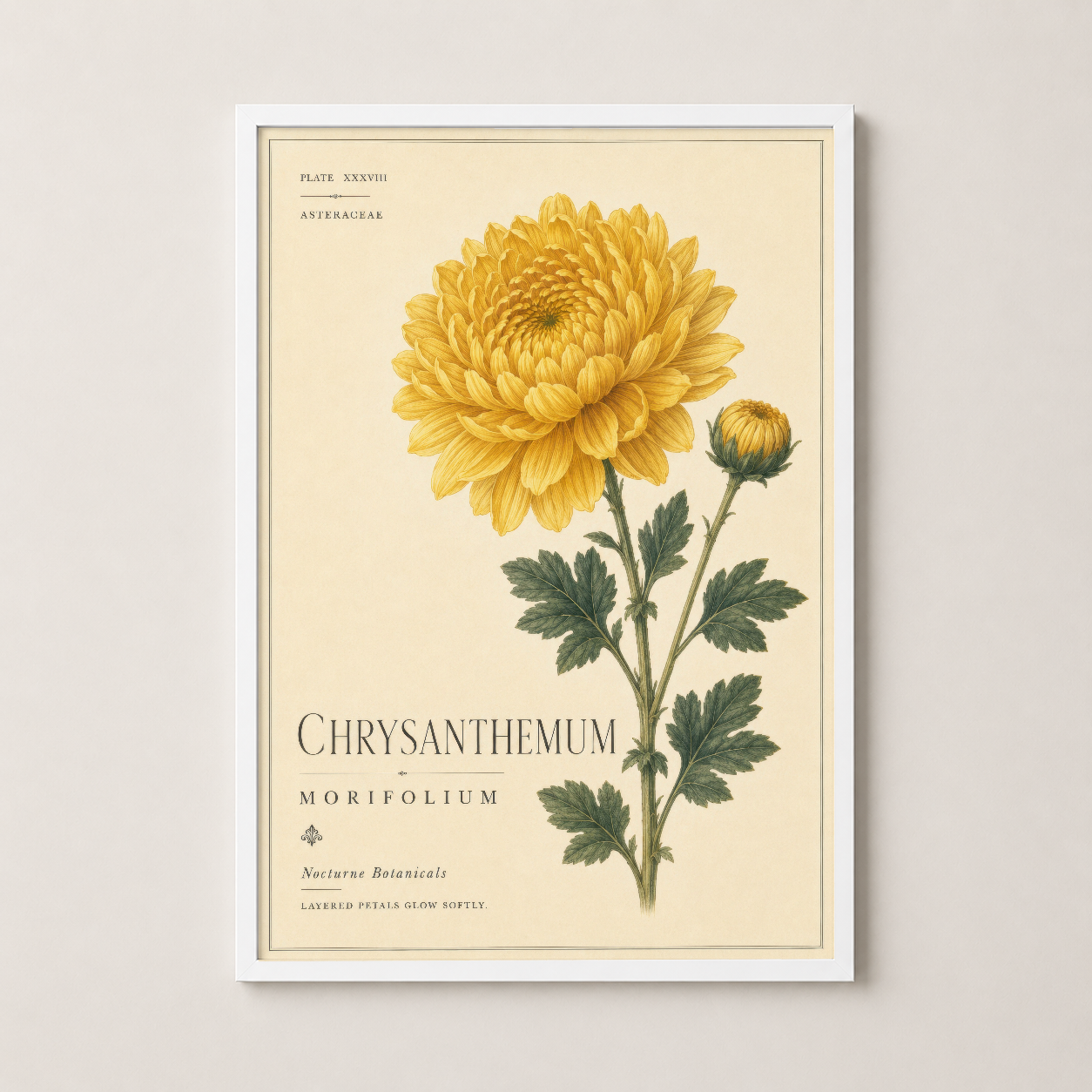 Botanik chrysanthemum posteri beyaz çerçevede, zarif çiçek tasarımı ile ev duvarlarında şıklık katıyor.