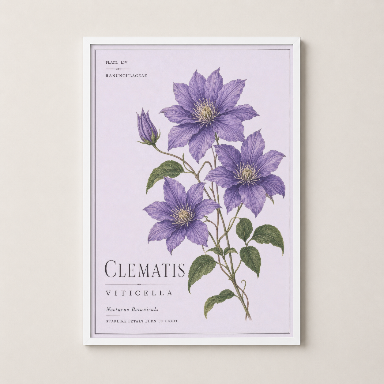 Clematı Viticella çiçek baskısı beyaz çerçeveli, klasik botanik tarzı modern iç mekan dekorasyonu.