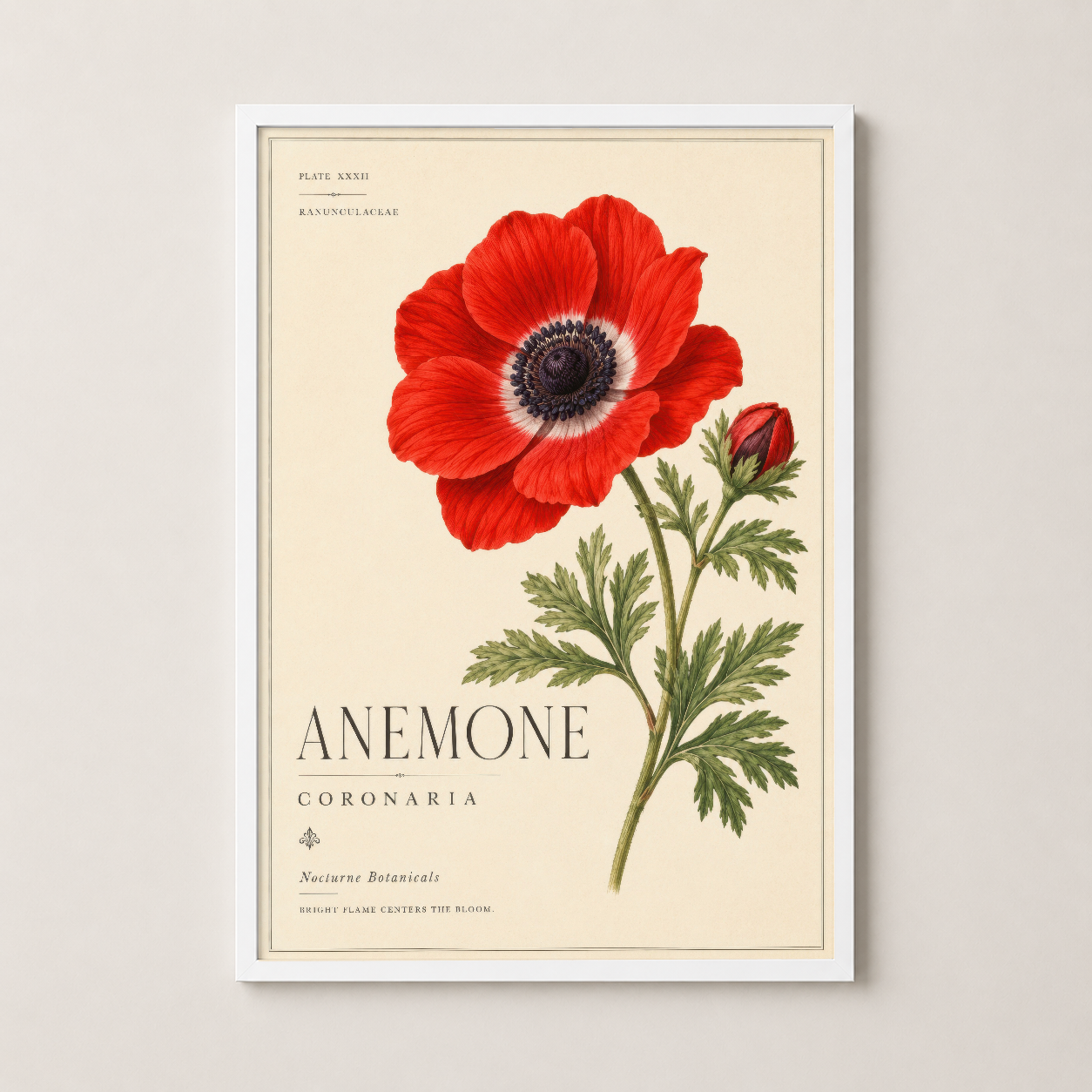 Beyaz çerçeveli kırmızı anemon posteri, klasik botanical illüstrasyonun şık duvar dekorasyonu.