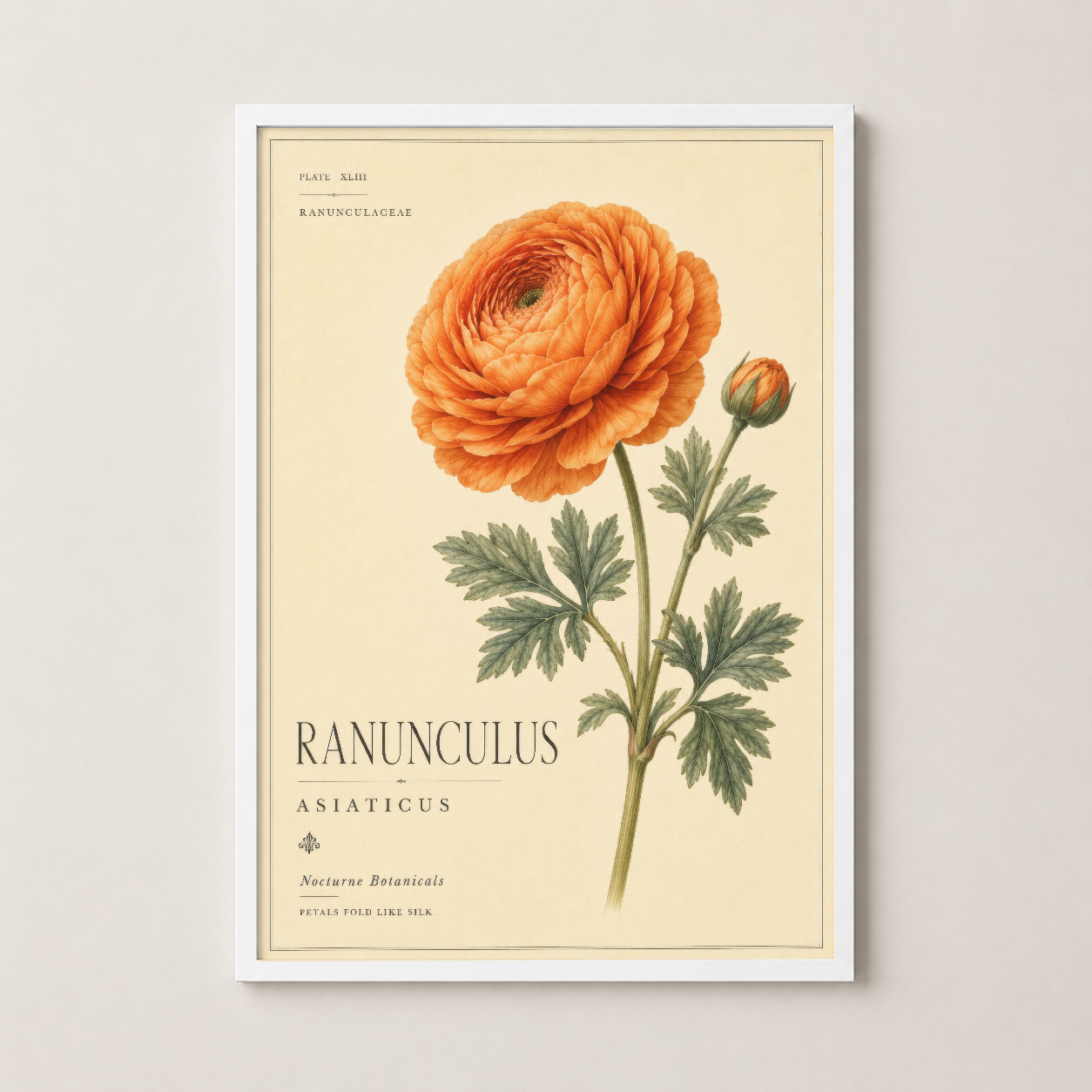 Beyaz çerçeveli turuncu Ranunculus tablosu, çiçek severlerin için ideal bir duvar sanat parçası.