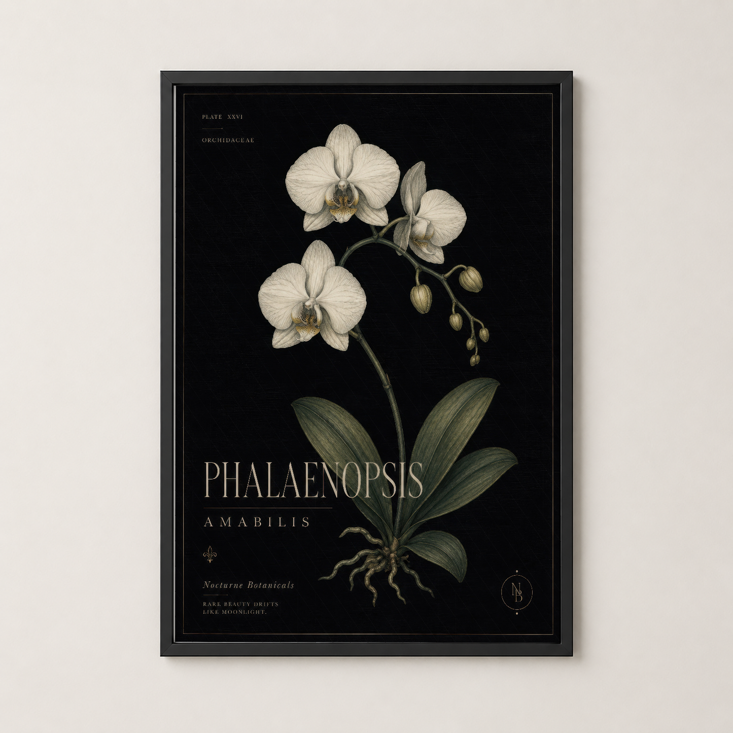 Phalaenopsis Amabilis orkide posteri siyah çerçevede, klasik botanik illüstrasyon tarzı ile salon dekorasyonuna zarafet