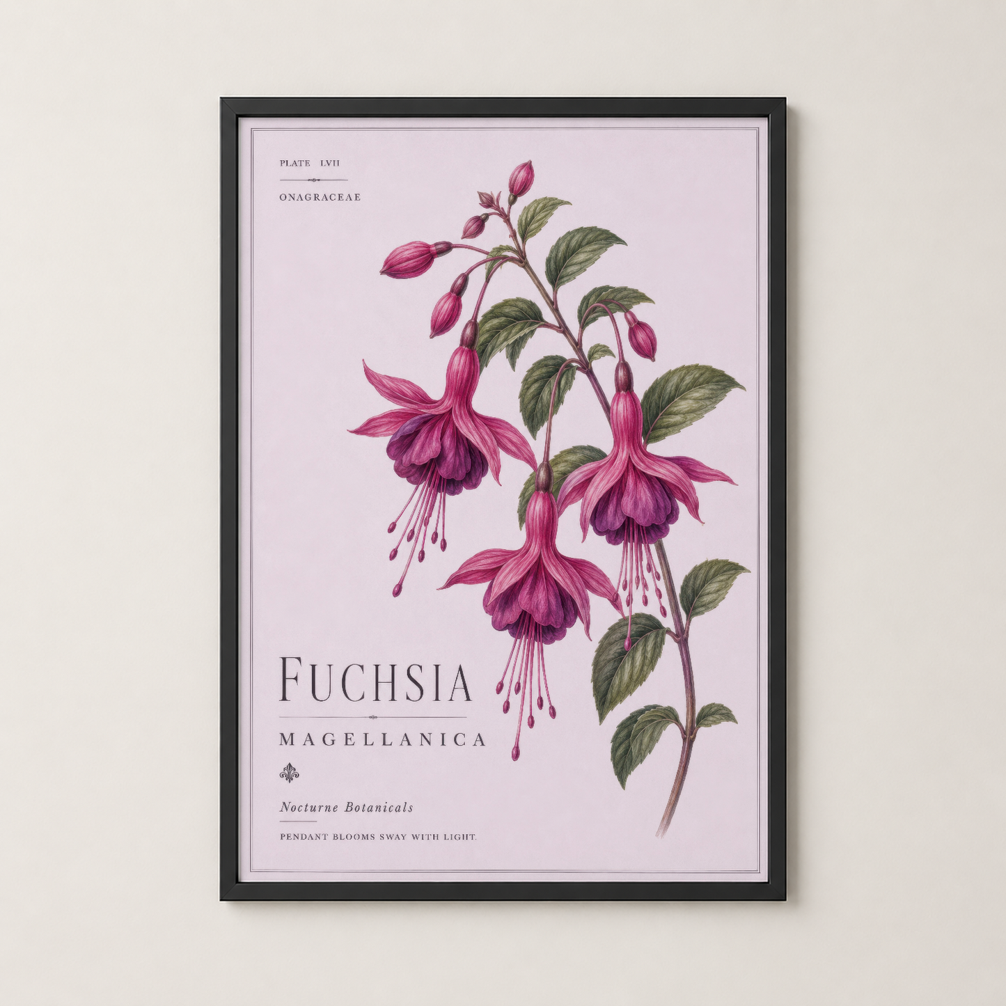 Fuchsia Magellanica tablosu siyah çerçeve içinde, modern iç tasarıma zarafet katacak botanik baskı.