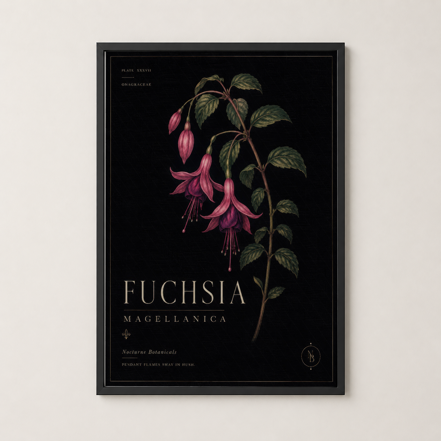Siyah cerceveli botanik Fuchsia Magellanica tablosu, klasik ve sofistike iç mekan dekorasyonu.