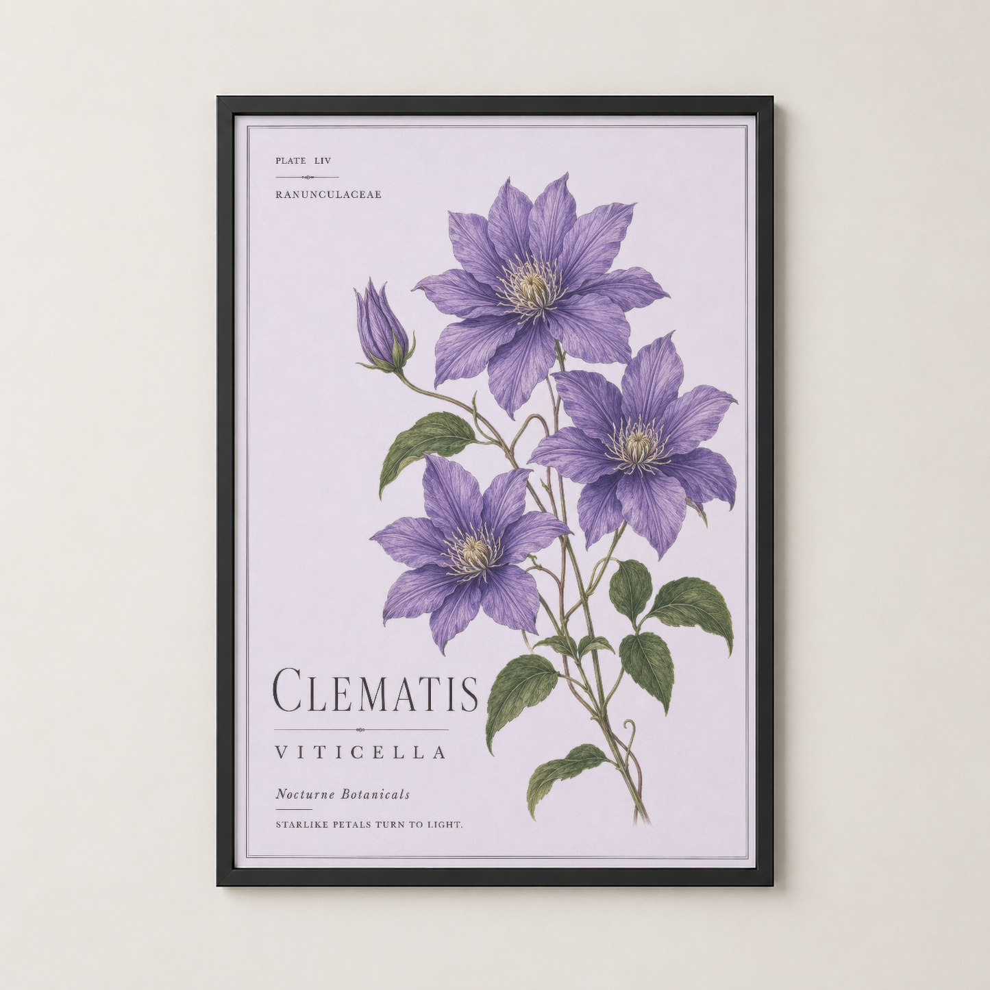 Clematı Viticella botanik tablosu siyah çerçeveli, vintage bilimsel sanat stilinde dekoratif duvar görseli.