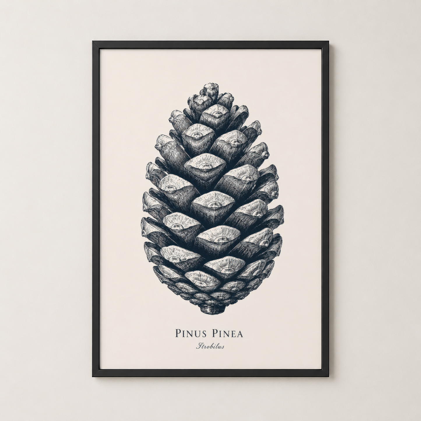 Siyah çerçeveli Pinus Pinea tablosu, botanik sanatın zarafetini modern oturma alanlarına taşıyan dekoratif parça.