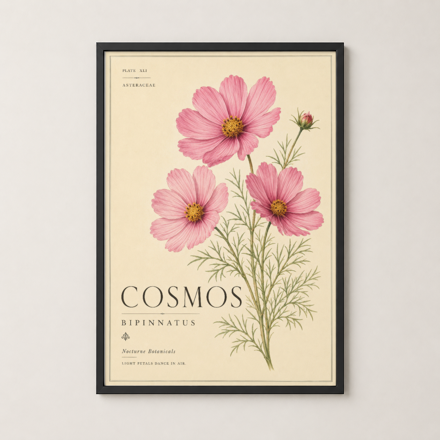 Siyah çerçeveli Cosmos Bipinnatus posteri, pembe çiçeklerin detaylı botanik gösterimi modern iç mekanda