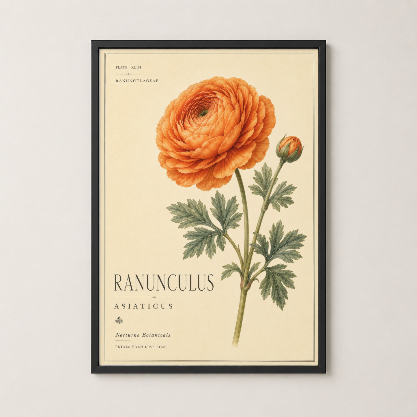 Siyah çerçeveli Ranunculus Asiaticus tablosu, vintage botanik sanat tarzında modern bir dekorasyon.