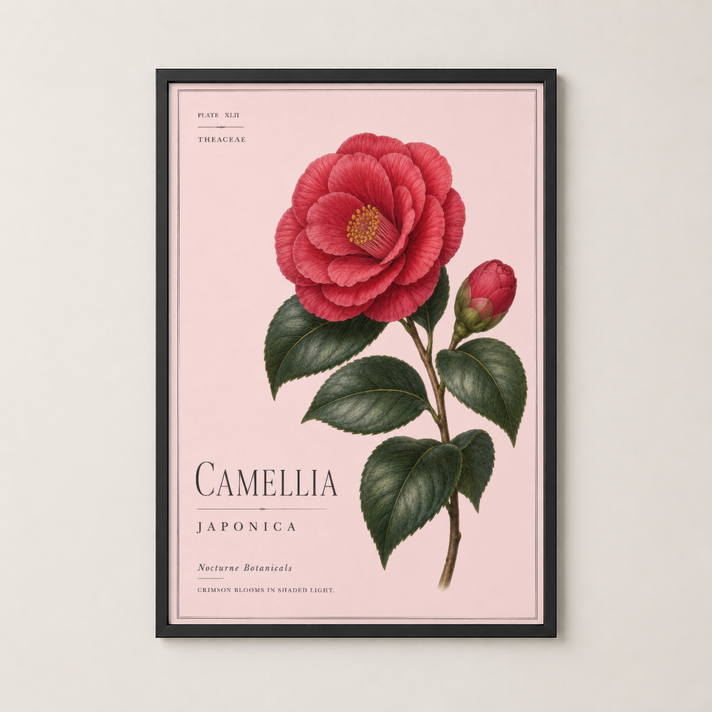 Siyah çerçeveli duvar tablosu, pembe vintage botanik Camellia Japonica ilustrasyonuyla modern iç mekanda.