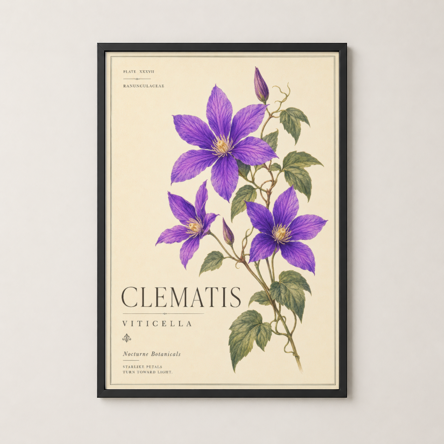 Clematis Viticella duvar tablosu siyah çerçevede, botanik illüstrasyon sanat eseri.