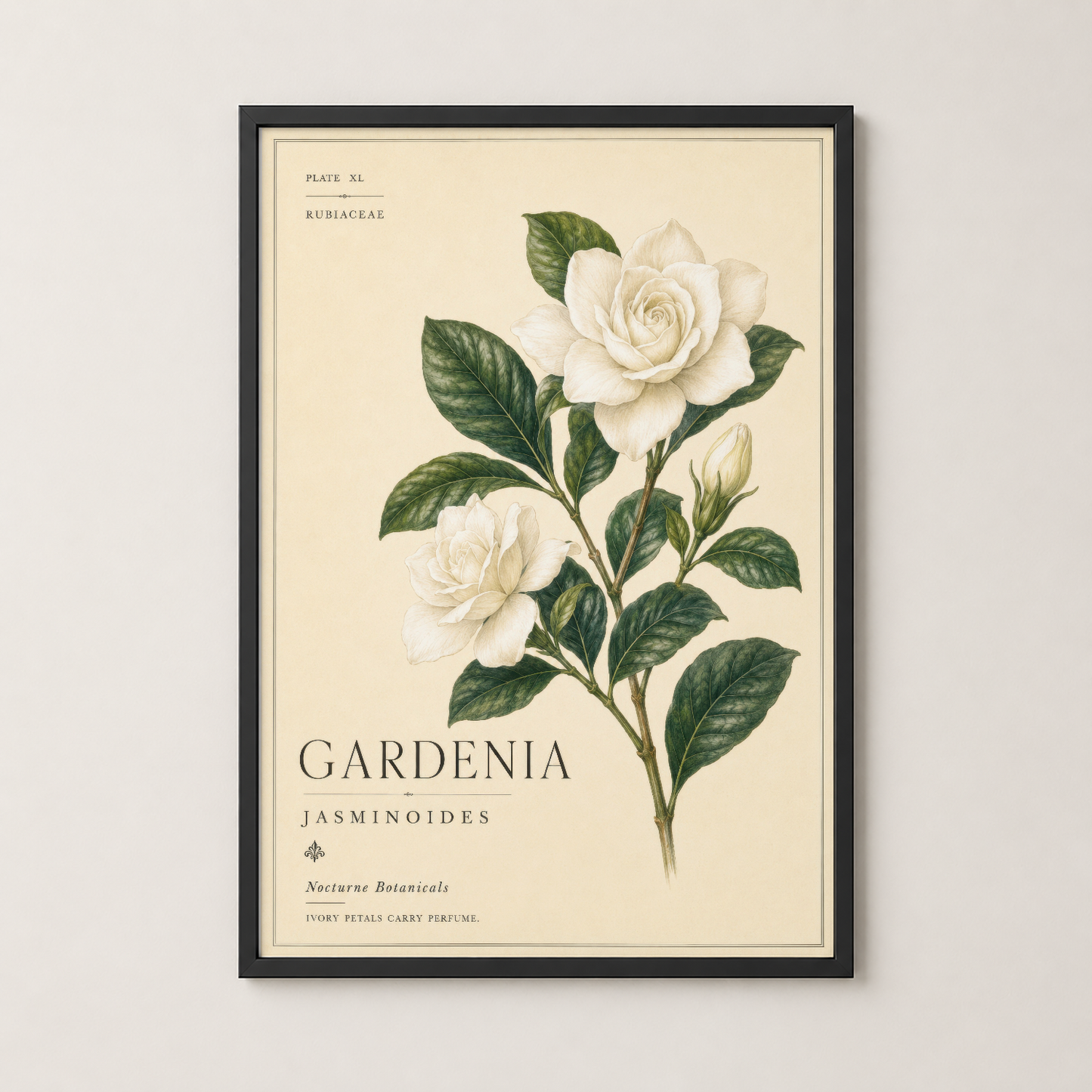 Gardenia Jasminoides posterinin siyah çerçeveli versiyonu, klasik botanik illüstrasyonu.