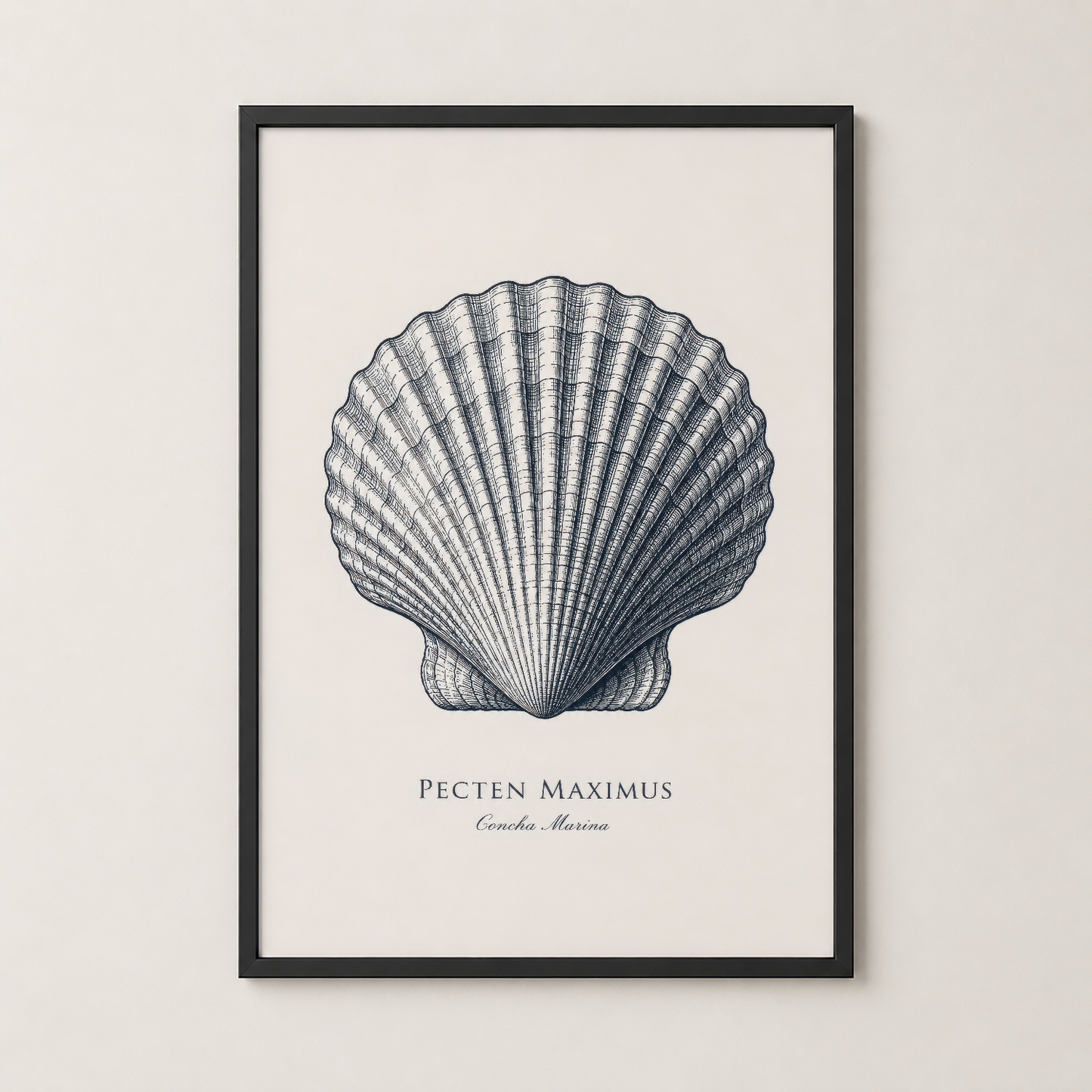 Siyah çerçeveli kabuk tasarımlı poster, minimalist botanik sanat tarzında modern iç dekorasyona uygun.
