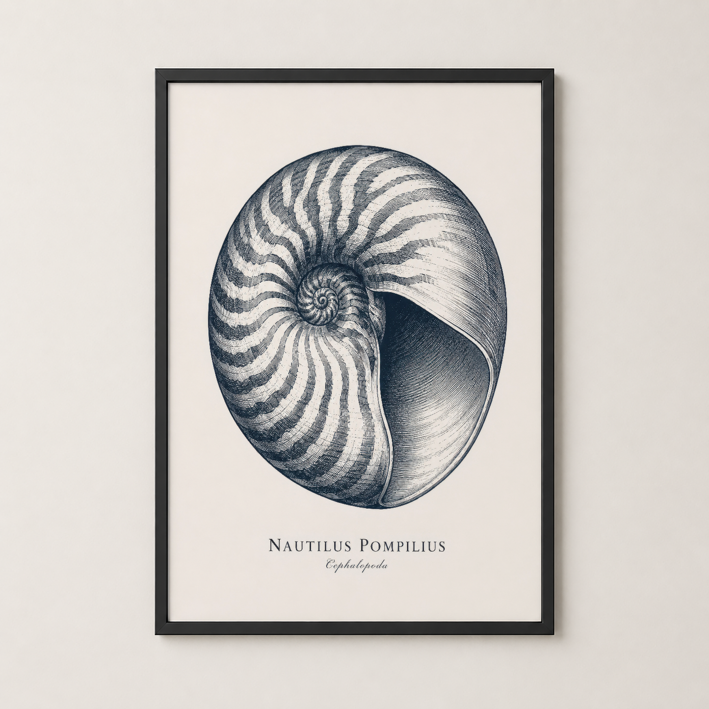 Nautilus Pompilius tablosu siyah çerçevede, modern minimalist iç mekanlar için zarafet katayan doğa sanat eseri.