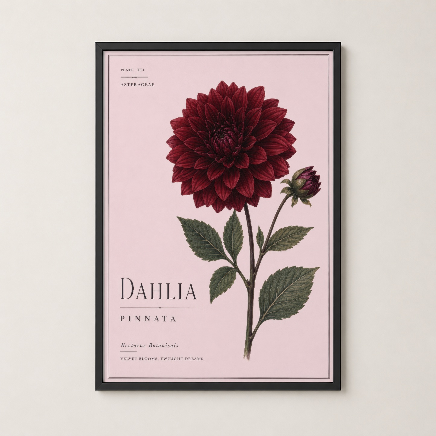 Siyah çerçeveli Dahlia Pinnata tablosu, pembe tonlarında şık botanik duvar dekorasyonu.