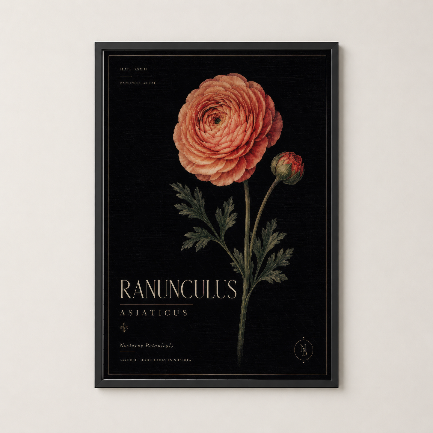 Siyah çerçeveli, klasik botanik illustrasyonlu Ranunculus tablosu modern iç mekanları için.