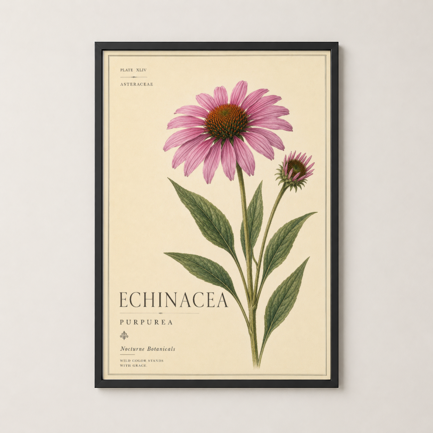 Siyah çerçevede, pembe Ekinezya çiçeğinin botanik illustrasyonu; zarif ve minimalist duvara monte tasarım.
