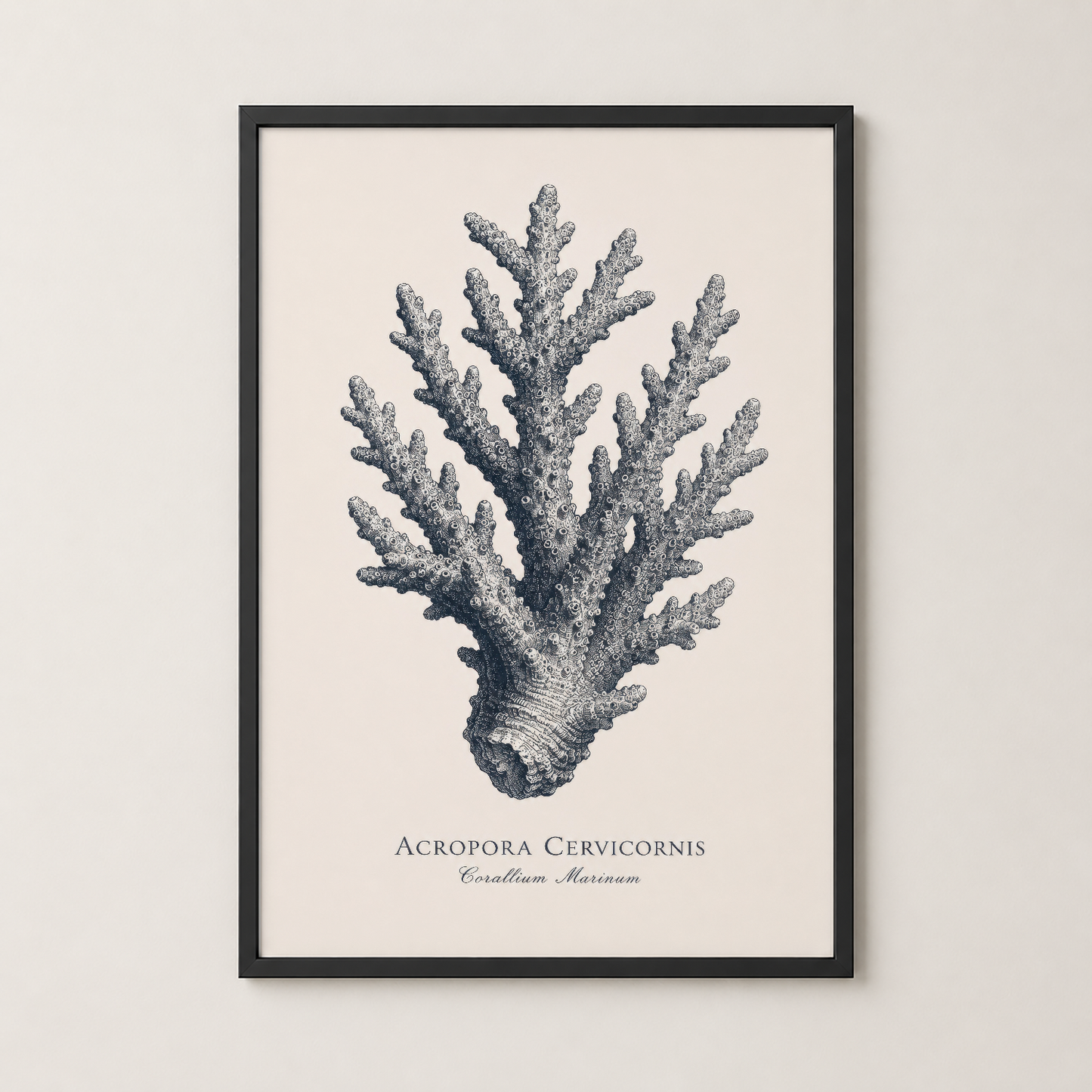 Acropora Cervicornis mercan posterinin siyah çerçeveli versiyonu, modern iç mekan dekorasyonu için.