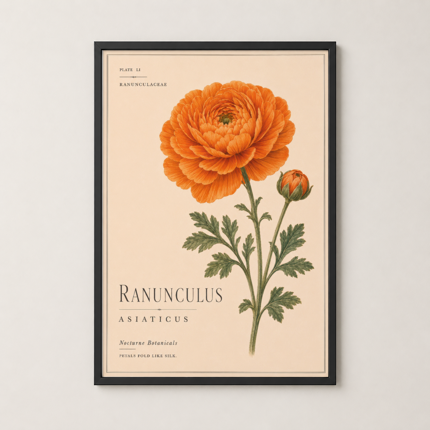 Siyah çerçeveli Ranunculus botanik poster, modern bir iç mekanın duvarında.