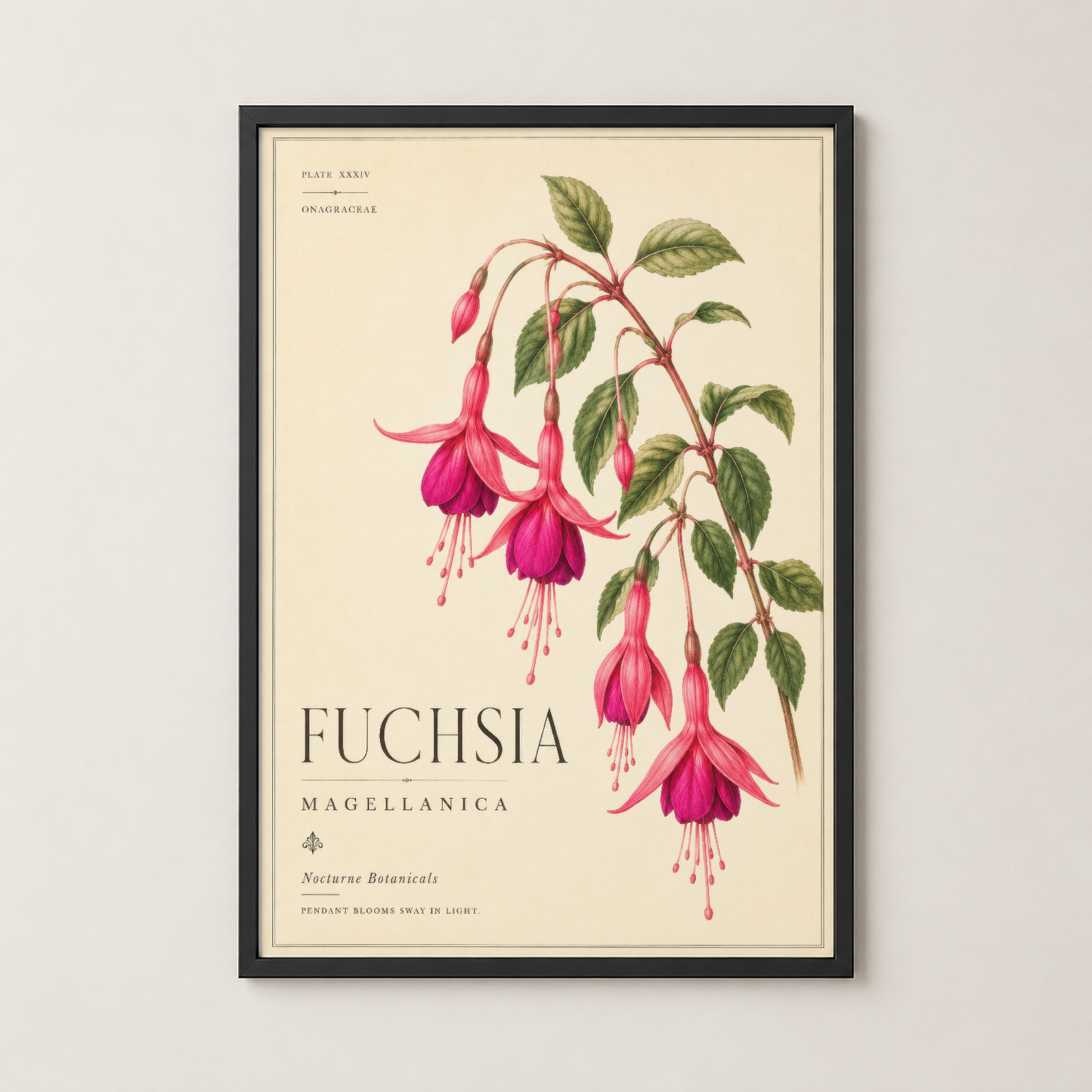 Fuchsia Magellanica poster, siyah çerçevede, klasik botanik sanat dekorasyonu için ideal.