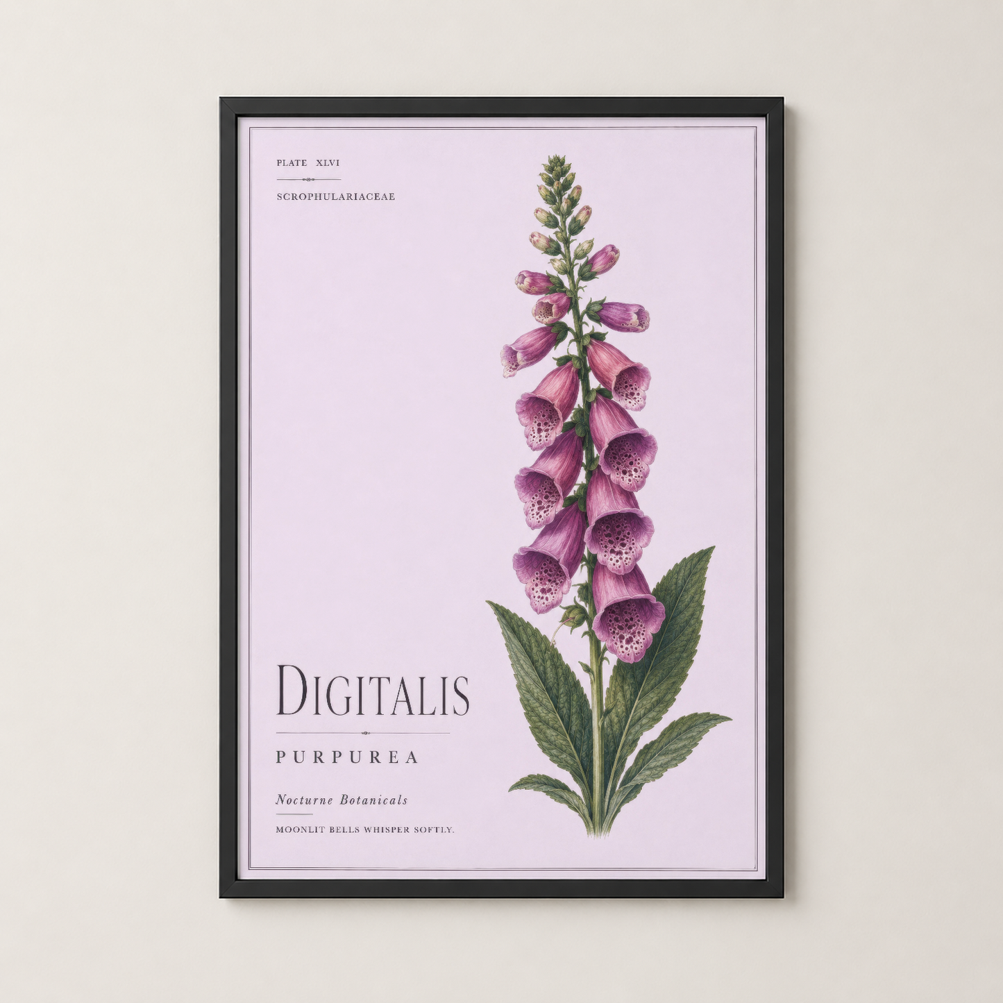 Siyah çerçeveli, pembe çiçekli Digitalis Purpurea botanik tablosu, modern duvar dekorasyonu.