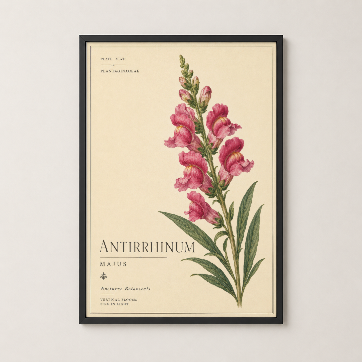 Siyah çerçeveli antirrhinum majus poster, iç mekana klasik botanik eleganası katan vintage stil duvar sanatı.