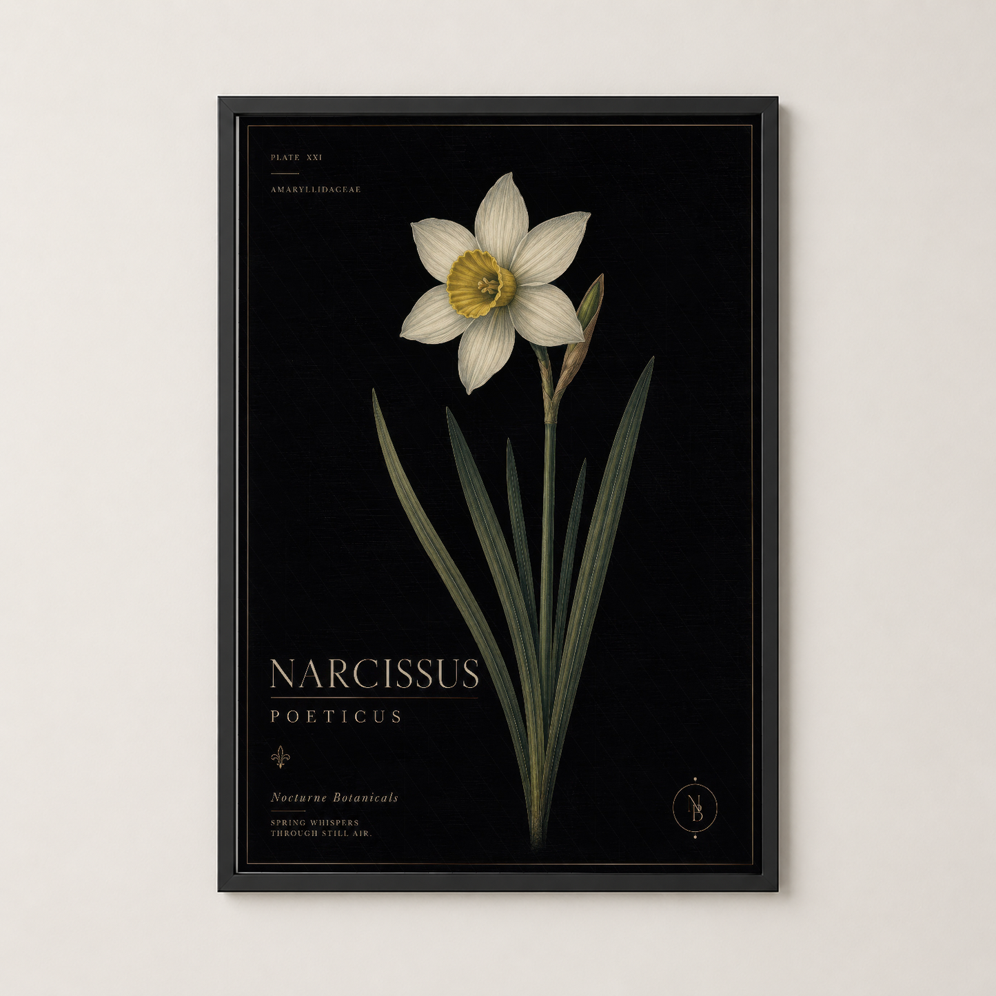 Siyah çerçeveli Narcissus Poeticus duvar tablosu, klasik botanik sanat stilinde zarif çiçek görseli.