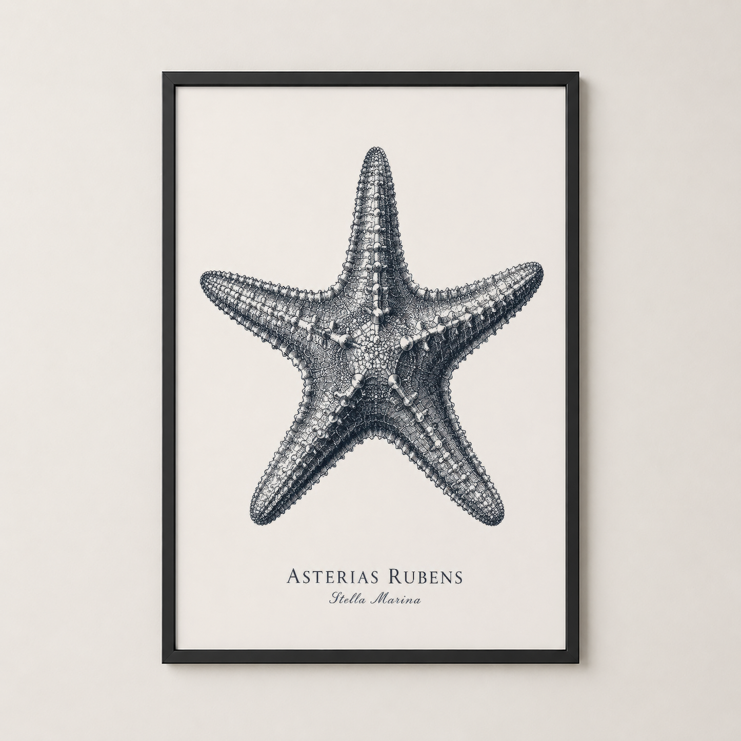 Siyah çerçeveli deniz yıldızı poster, modern iç dekorasyon için sofistike doğa sanat tablosu.