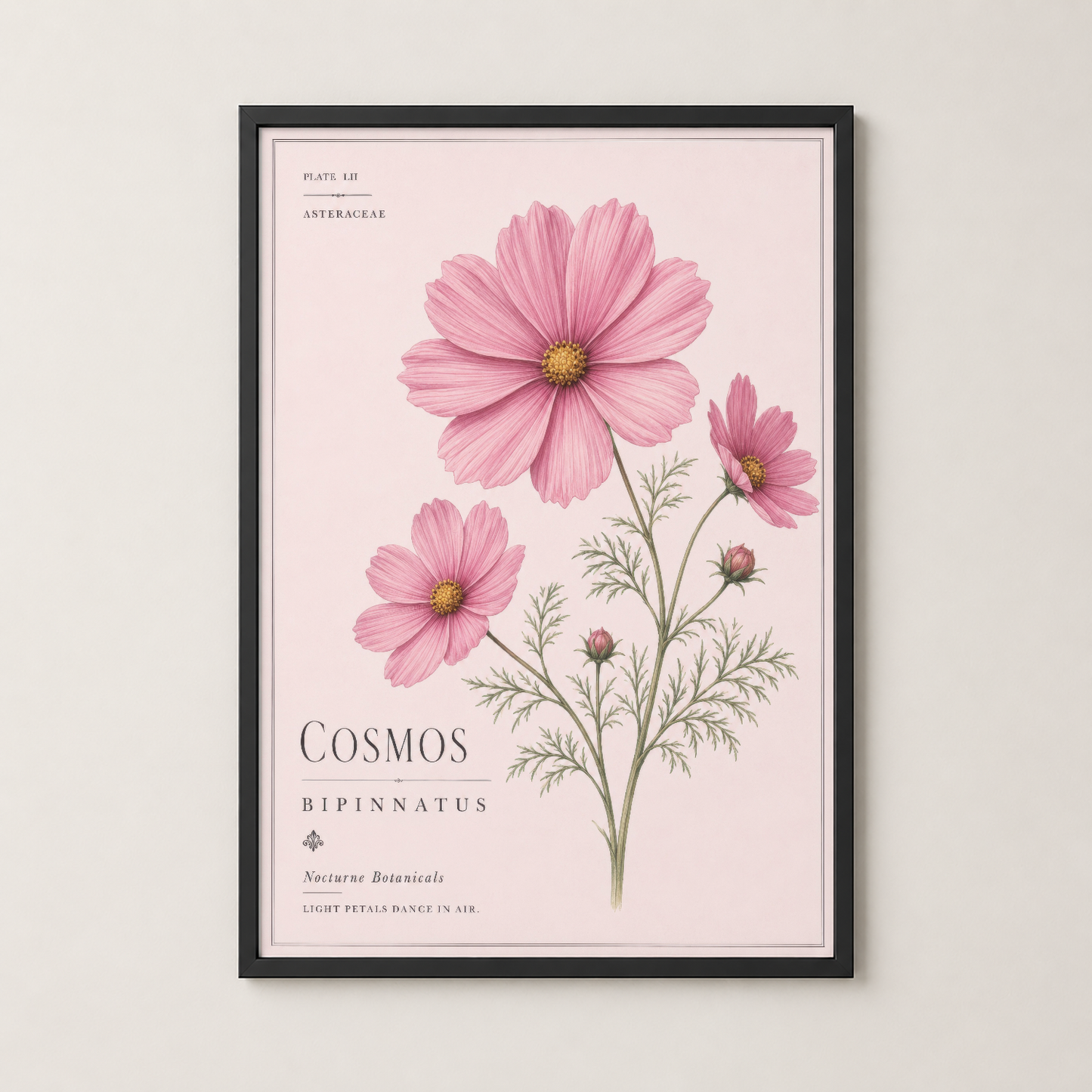 Cosmos bipinnatus botanik posteri, siyah çerçevede duvar dekorasyonu olarak sergilenen sanat eseri.