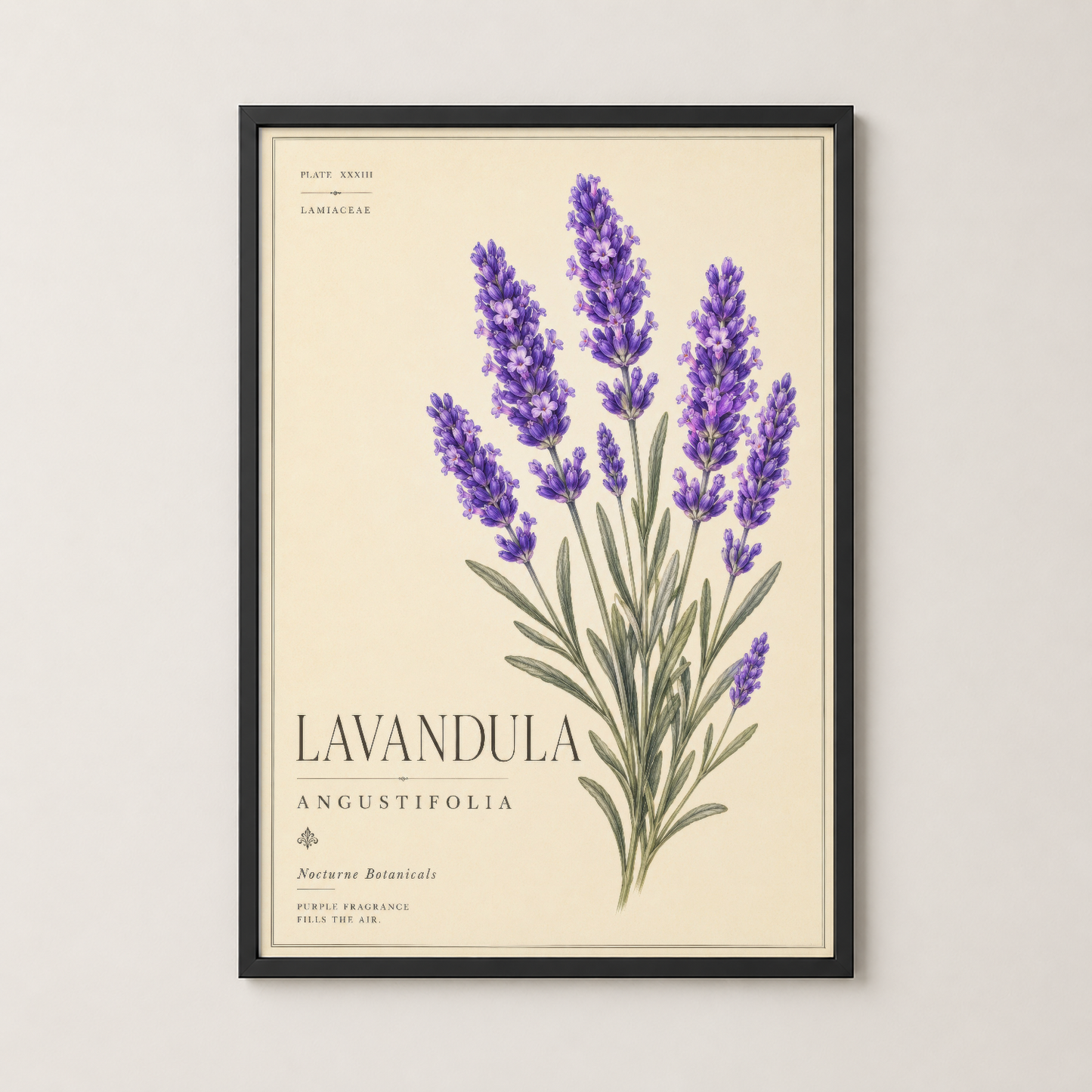 Lavanda angustifolia botanik tablosu, siyah çerçevede sergilenen, zarif mor çiçekli dekoratif duvar sanatı.