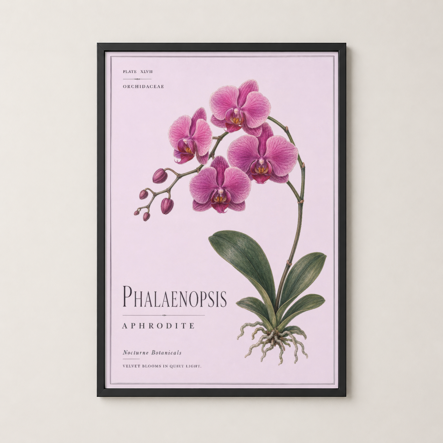 Siyah çerçeveli Phalaenopsis Aphrodite tablosu, modern iç mekânlarda klasik botanik sanat.